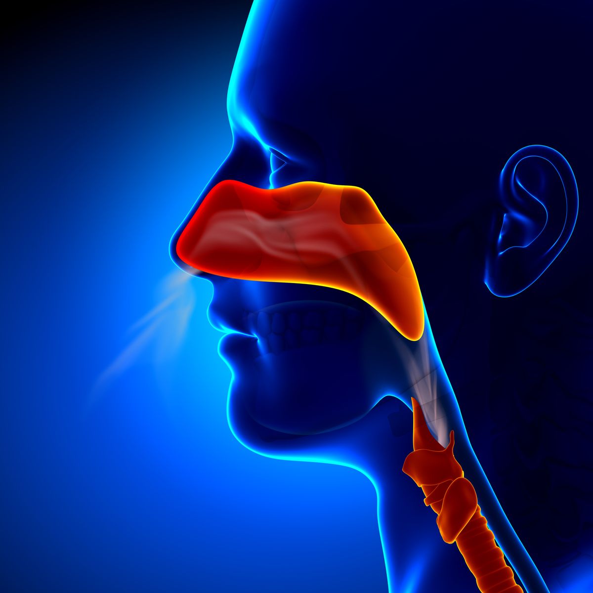 صورة منشأة Dr.dimaalali - قسم دكتور أنف أذن حنجرة (ENT) في Dummar 5